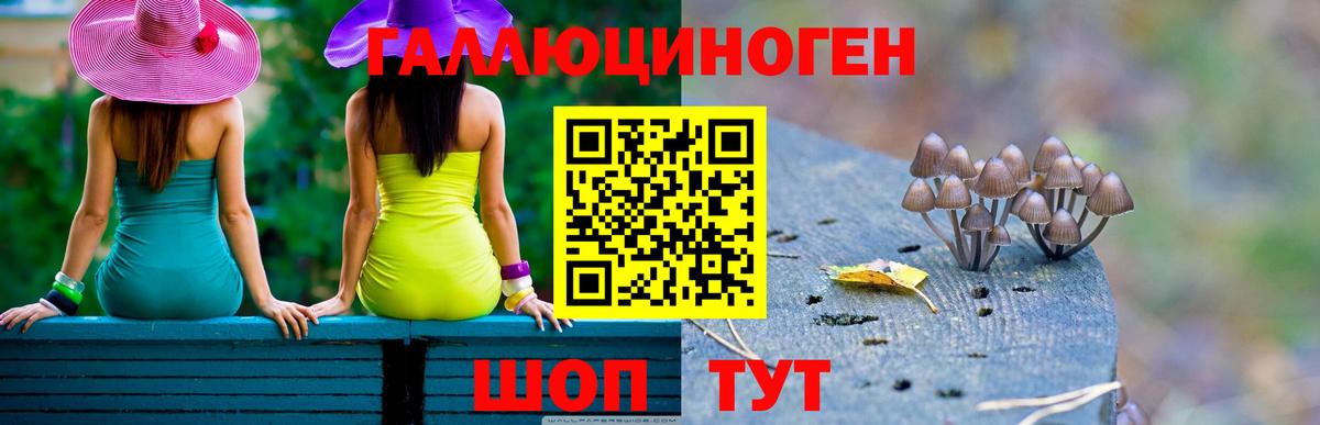 Выборг  Псилоцибиновые грибы Psilocybine cubensis  Вход с VPN 